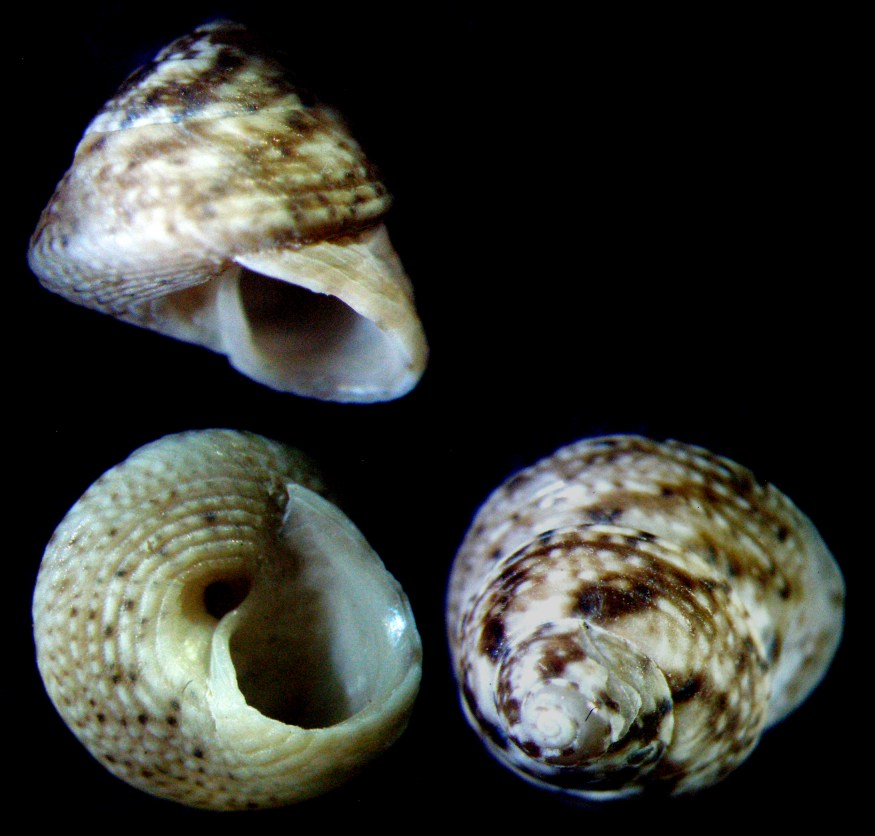 Gibbula leucophaea?